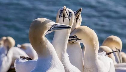 《纪元117：罗马和平》终极新手入门指南