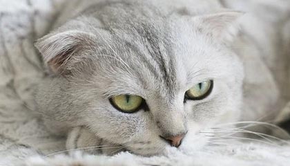 《纪元117：罗马和平》终极新手入门指南